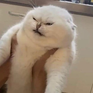 Логотип @iseecreamlessgo - I SEE CREAM