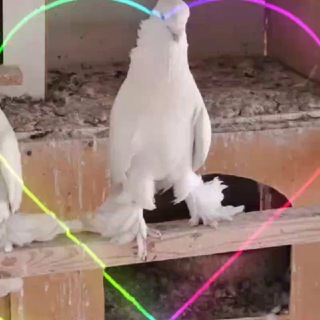 Логотип @ishqivozlar - 🕊ISHQIVOZLAR N_1🕊