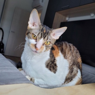 Логотип @isida_cat - Ися кися