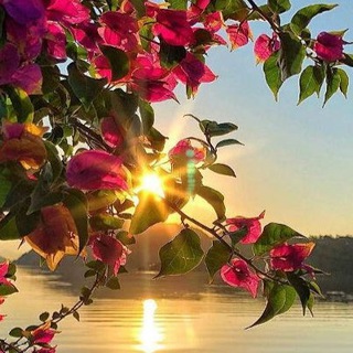 Логотип @iskrabotanik - Искра ботаники🌷