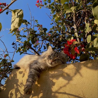 Логотип @islam0943 - Исправься ོ.