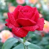 ইসলামি কিতাবসমূহের বিশুদ্ধ সংগ্রহ.pdf