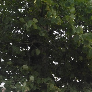 Логотип @ispoved_dani - Исповедь