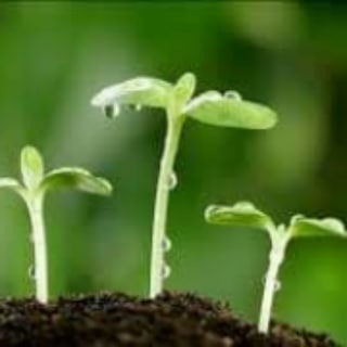 Логотип @issiqxona1 - TEPLO>AGRO>ISSIQXONA🌱