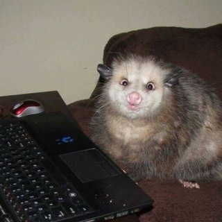 Логотип @isuckyouswallow - Работаю, ору, пишу про коней