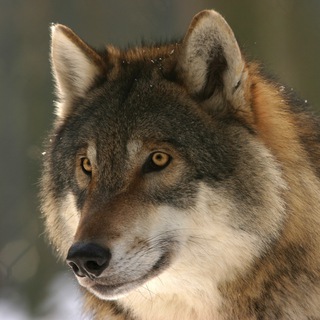 Логотип @itawerewolf - Werewolf ITA @ITAww