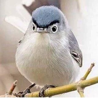 Логотип @itbamemes - BA memes | made in UA 🇺🇦