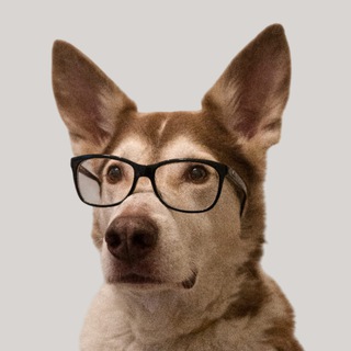 Логотип @itdoginfo - ITDog