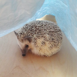 Логотип @ivajohn42 - Ёжик Джон 🦔🐾📖