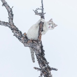 Логотип @ivandementievskiy1 - Красивые картинки