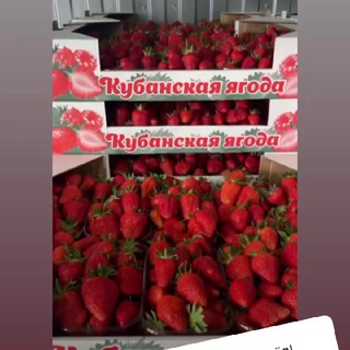 Логотип @ivankuchma9503 - КФХ Кучма Иван канал