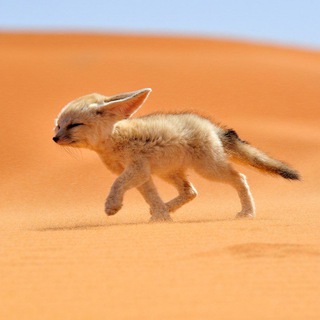 Логотип @ivgalaev - А когда не Галаев?