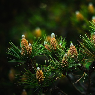 Логотип @izgorki - Коттеджные посёлки [СПб и ЛО].