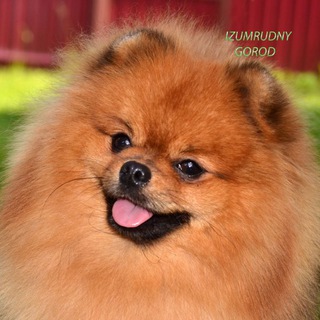 Логотип @izumrudnygorod_pomeranian - Izumrudnygorod_pomeranian