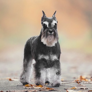 Логотип @izzy_life - Izzy life