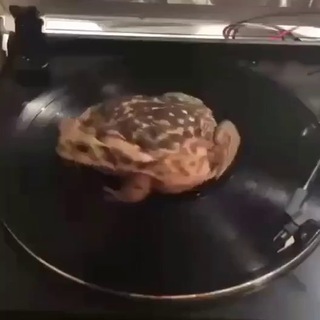 Логотип @jabyspb - Jaba Market🐸