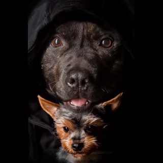 Логотип @jack_staffy - JACK_L.A.A