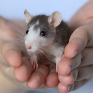 Логотип @jackesc_t - Уголок грызунов