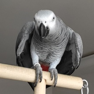 Логотип @jako_gera - Курочка Гера