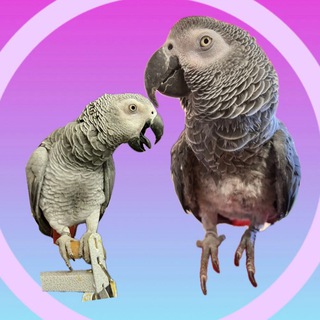 Логотип @jakovalera_kurochka - Жако Валера 🦜