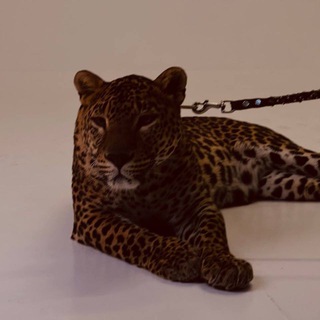 Логотип @jaliblog - Jaliblog 🤍