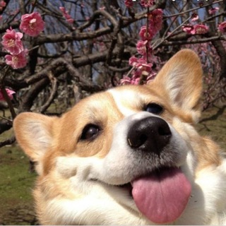 Логотип @japan_esketit - Твой друг в Японии