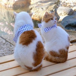 Логотип @japan_paradoks1 - Удивительная Япония