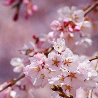 Логотип @japan_seasons - Японские Сезоны