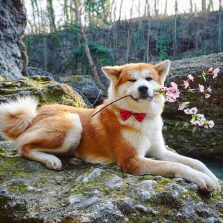 Логотип @japaneesme - Японский язык с Koira-san 🐕 日本語