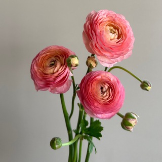 Логотип @jardenflowers - Jarden Flowers