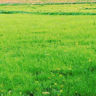 Логотип @javanese_questions - Javanese Talk