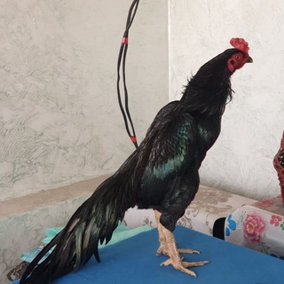 Логотип @jdhdjdhxorozlarbeshariq - $ ВОДИЙ_ХУРОЗ.АРЕНА.$ TOZA XOROZLA $