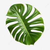 Логотип @jeavplants4at - Продажный чат растений🪴