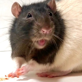 Логотип @jennysratden - Jenny's Rat Den