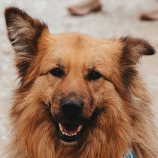 Логотип @jessy_tavrida - Джесси