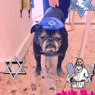 Логотип @jewishpugs - ✡️еврейские анекдоты и мопсы✡️