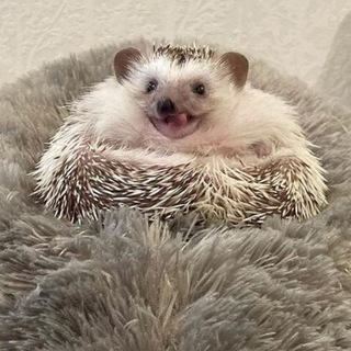 Логотип @jezitto - Ядреный Ёжитто