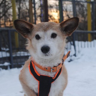 Логотип @jijatopitop - Пыжик Рыжик