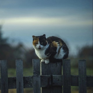 Логотип @jitvderevnu - коты уехали жить в деревню