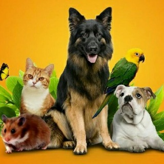 Логотип @jivotnie_uz - Продажа Животных