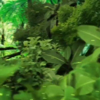 Логотип @jivotniebukhara - ЖИВОТНЫЕ и РАСТЕНИЯ БУХАРА