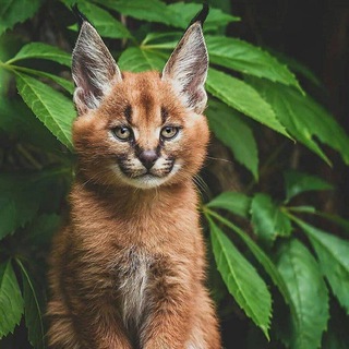 Логотип @jivtone - Живтоне/Animolz