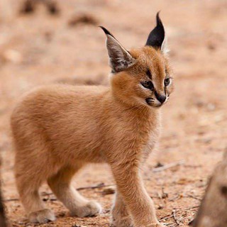 Логотип @jivtonechat - Живтоне Chat 18+