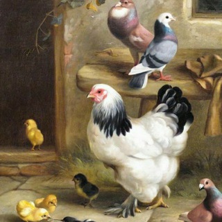 Логотип @jizzaxtovuqbozori - 🐓JIZZAX. G'ALLAOROL TOVUQ BOZORI 🐔🐣