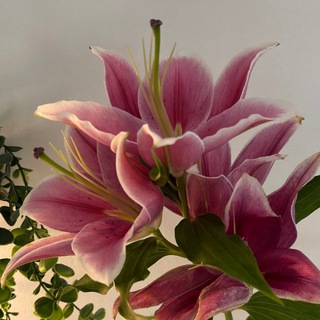 Логотип @jjauie - jauie ⋆