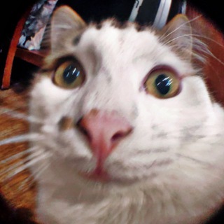 Логотип @jmyra_ebat - ЖМУРА и КОТЫ