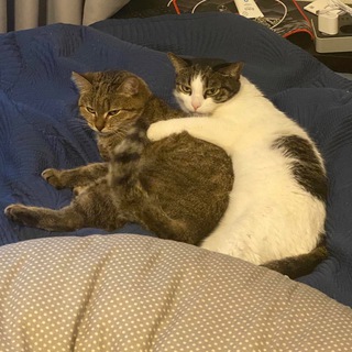 Логотип @johnymemonick - Джонни Мемоник