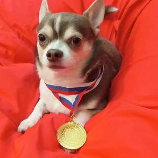 Логотип @jojotemazakazi - Чат бутылька