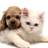 Логотип @Jokesaboutanimals - Анекдоты про животных