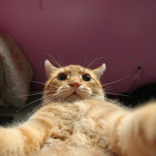 Логотип @jonny_katsville - Джонни Кэтсвилл😼